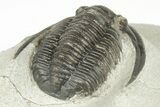 Proetid (Diademaproetus) Trilobite - Morocco #204499-5